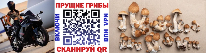 Галлюциногенные грибы GOLDEN TEACHER  Минеральные Воды 